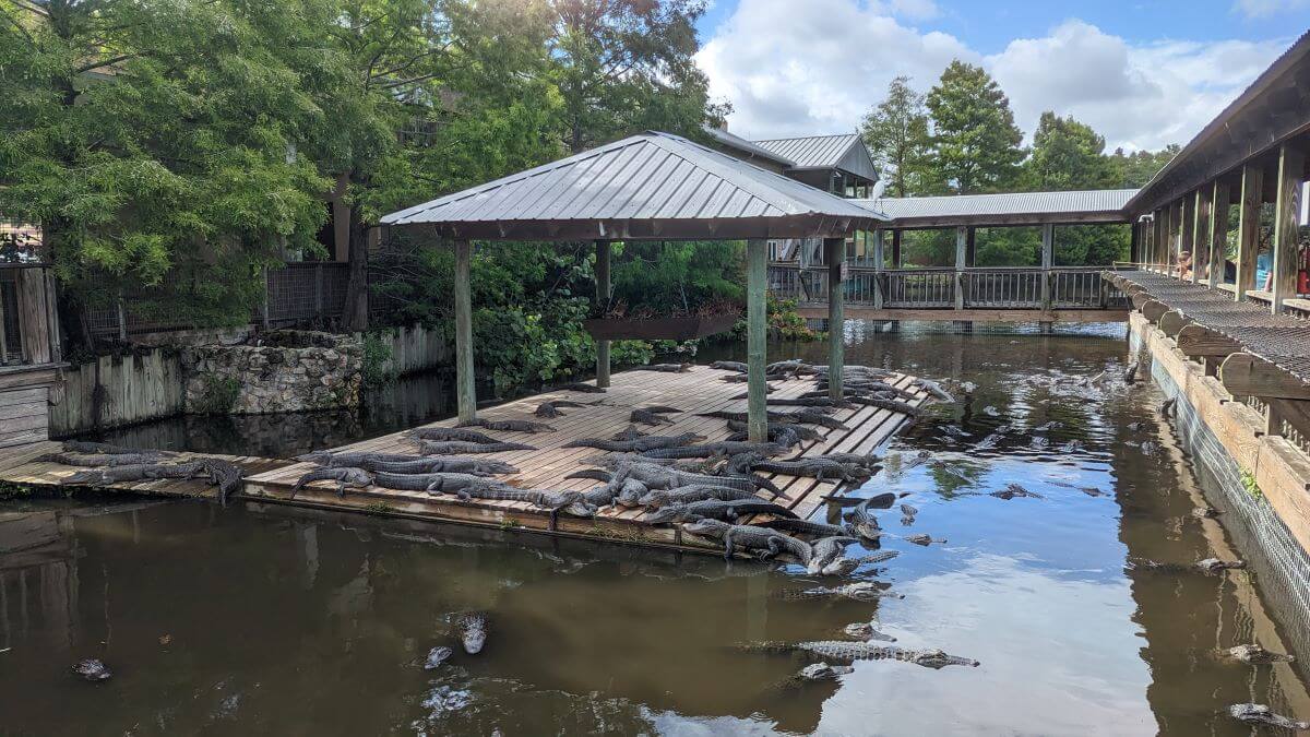 The Gatorland Juvenile Adult pool with small alligators sunning themselves in the Florida afternoon,